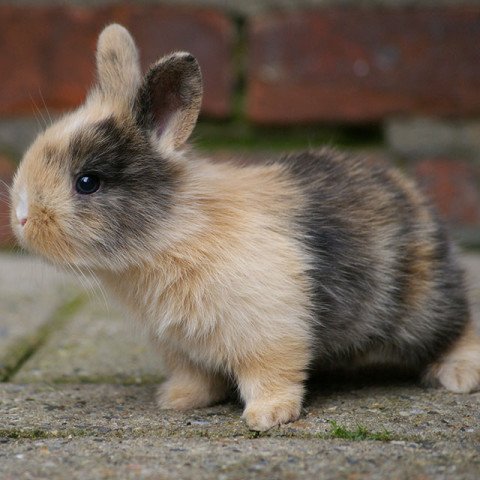Little Bunny 1